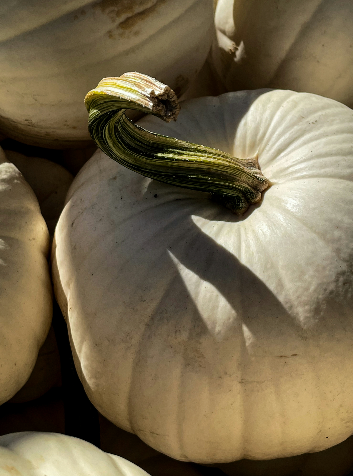 Calming White Pumpkin 100 ml Reed Diffuser