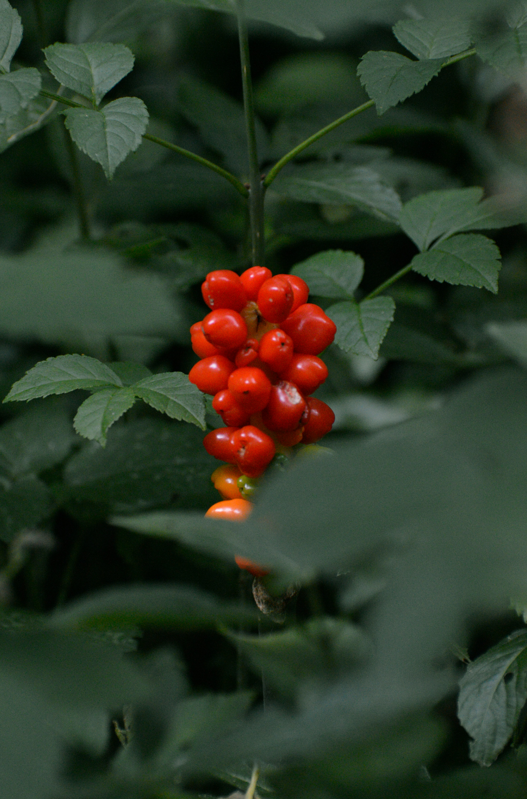 Calming Berry Currant 100 ml Reed Diffuser