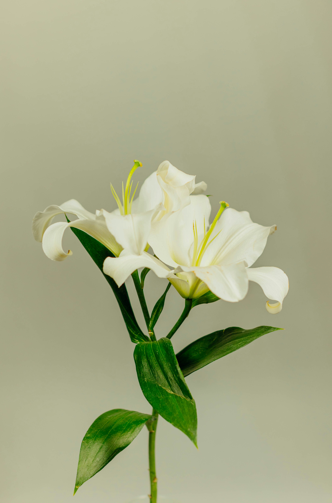 Calming Gardenia 180 ml Reed Diffuser
