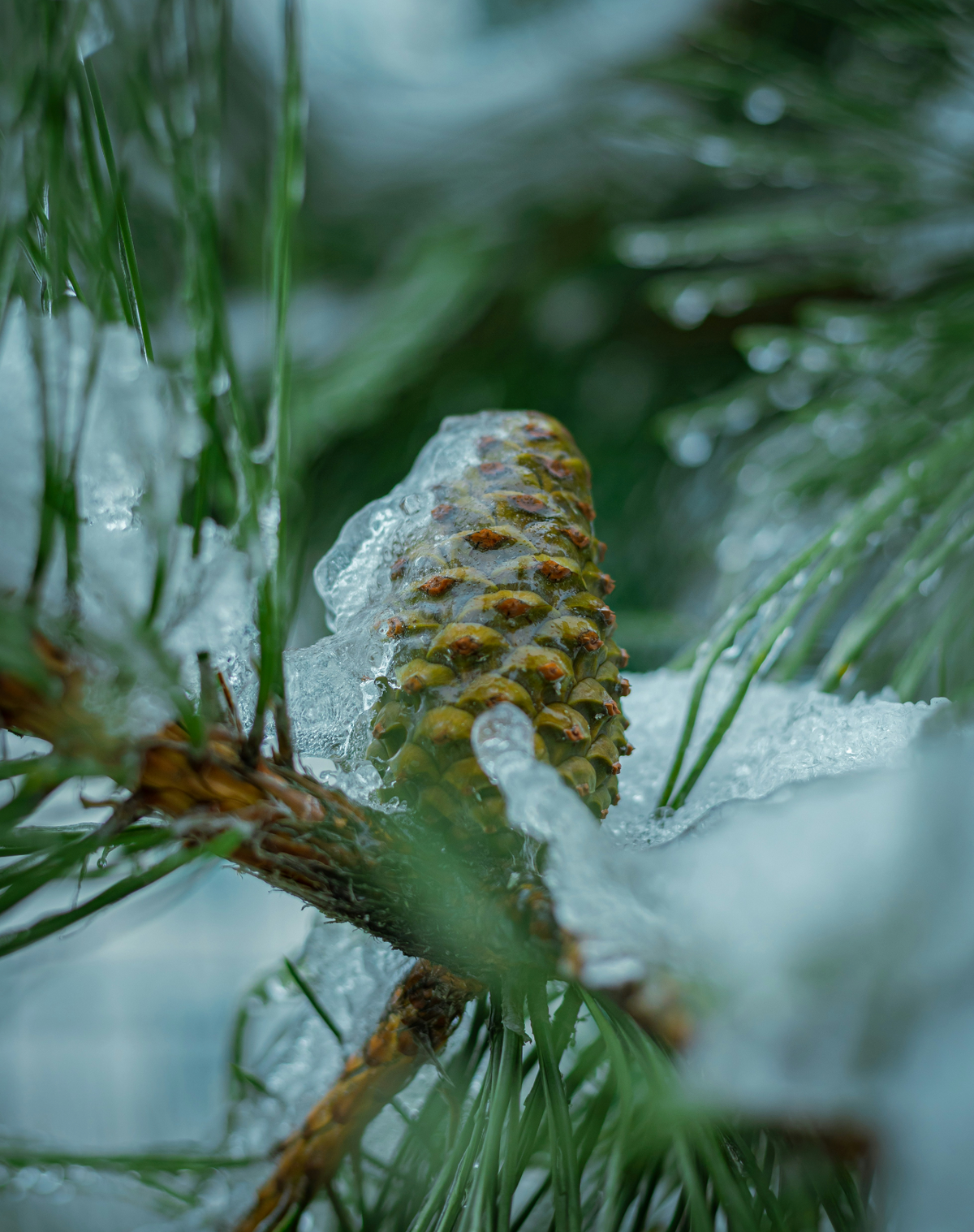 Moisturizing Frosted Fir 15.7 oz Liquid Hand Soap
